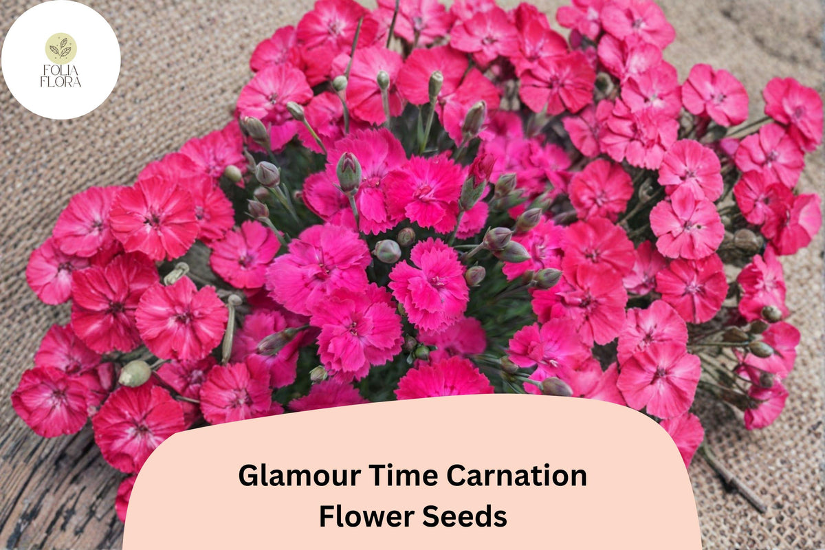 Christmas Cactus Starter Plant - Miss Shimano - Schlumbergera Truncata - Well-Rooted Indoor Cactus for Holiday Decor
