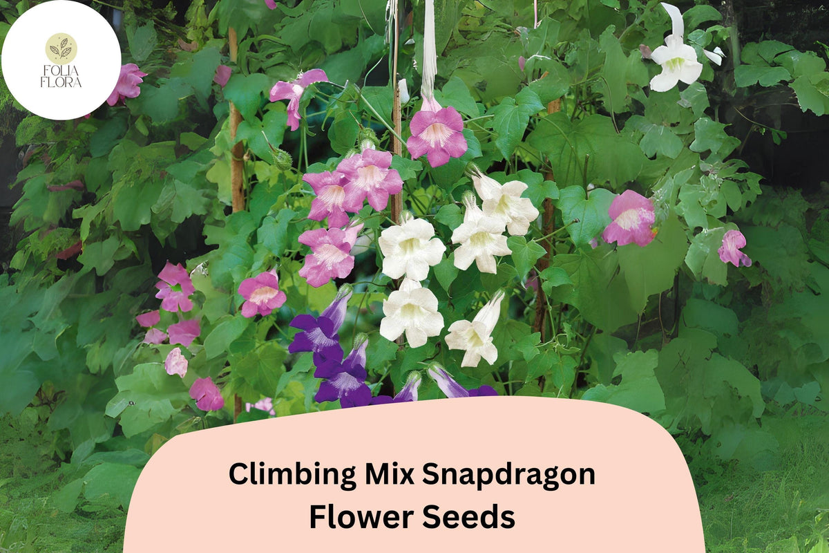 Christmas Cactus Starter Plant - Miss Shimano - Schlumbergera Truncata - Well-Rooted Indoor Cactus for Holiday Decor