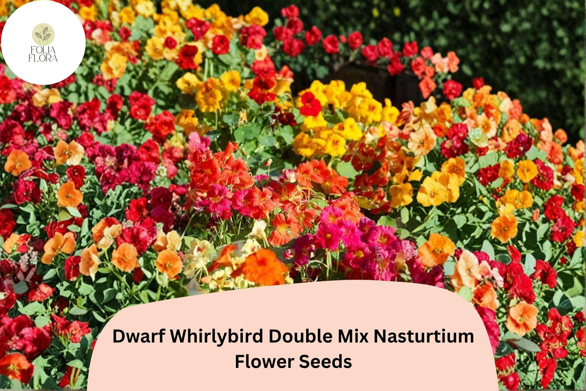 Christmas Cactus Starter Plant - Miss Shimano - Schlumbergera Truncata - Well-Rooted Indoor Cactus for Holiday Decor
