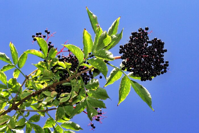 2 Rooted Black Elderberry Cuttings – Sambucus nigra Live Shrubs for Hedgerows, Wildlife, Gardens, Perennial Bushes