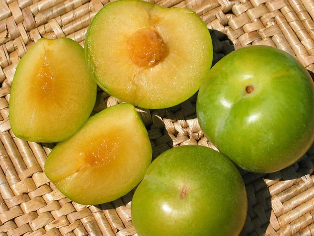 5 Emerald Pluot Scions – Unrooted Grafting Cuttings – Plum x Apricot Hybrid – Rare Fruit Tree Variety for Grafting