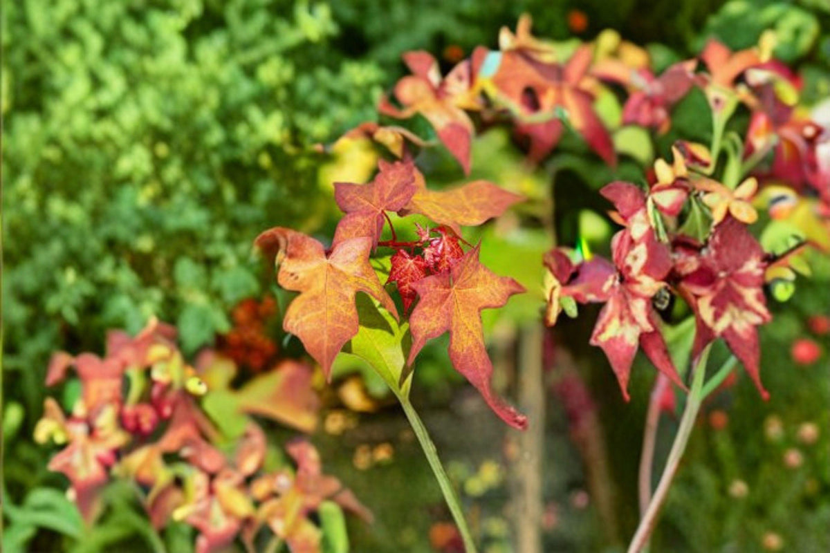 Acer grosseri Seeds: Snakebark Maple Tree, Green Bark (10 Seeds)