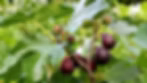 Violet de Bordeaux Fig Tree | Ficus carica | Live Bare Root Starter Plant | Edible Compact Patio Garden Orchard