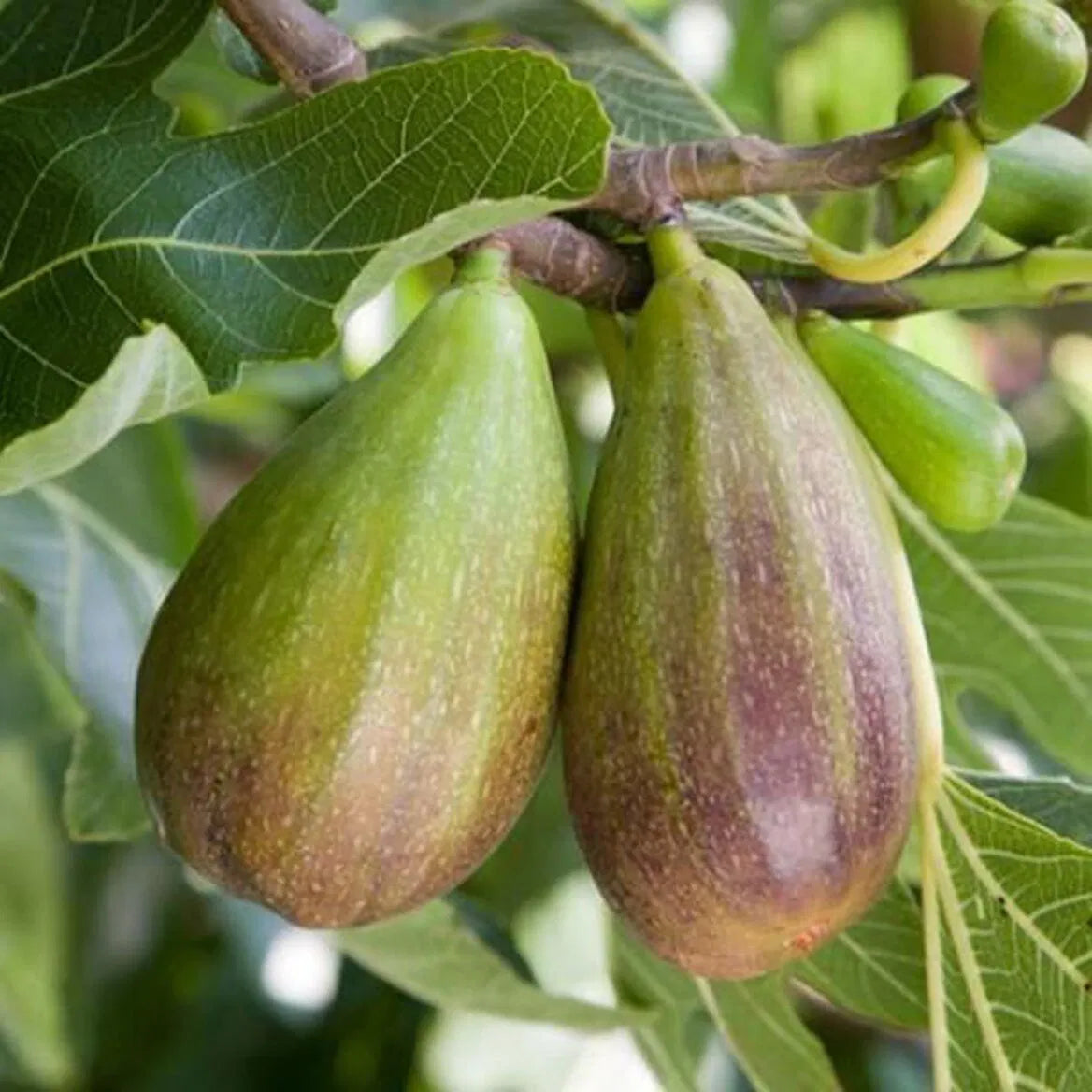 Brunswick Fig Cuttings 2 Unrooted 6-8" Ficus carica Cold Hardy Heirloom Fruit Tree for Propagation & Garden