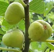 Brooklyn White Fig Cuttings – Organic Unrooted Propagation, 6-8 Inches, Heirloom Fruit Tree, Ficus carica