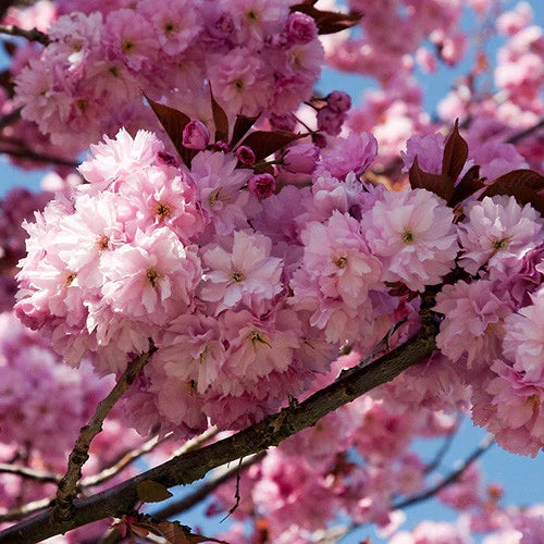 Kwanzan Cherry Blossom Tree Cuttings | Prunus serrulata | Pink Flowers | Unrooted Hardwood Cuttings | Japanese Sakura Garden Tree