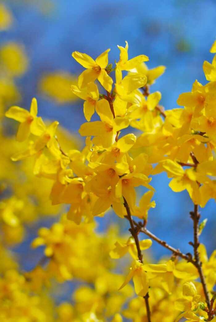 10 Lynwood Golden Forsythia Cuttings | Forsythia × intermedia Unrooted Shrubs for Hedge Propagation | Yellow Flowering Garden Stems