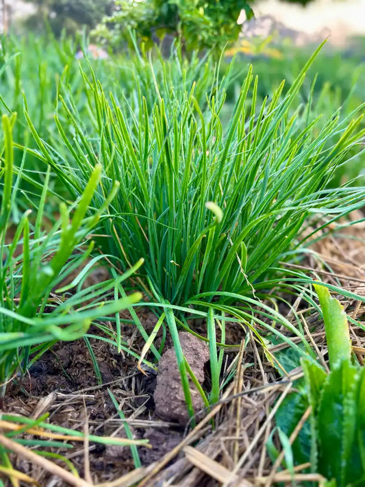 Organic Garlic Chives Plants Bare Root – Allium Tuberosum – Culinary & Medicinal Herb Starter for Garden or Containers