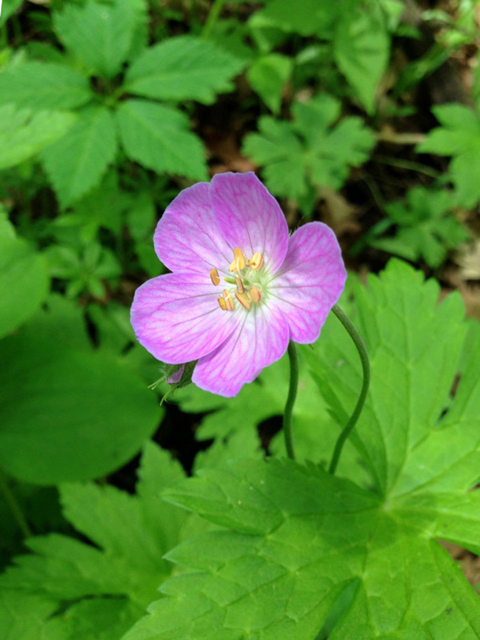 10 Wild Geranium Bulbs – Native Perennial Roots, Geranium canadense, Shade Garden Pollinator Plant, Wildflower, Live Bulbs