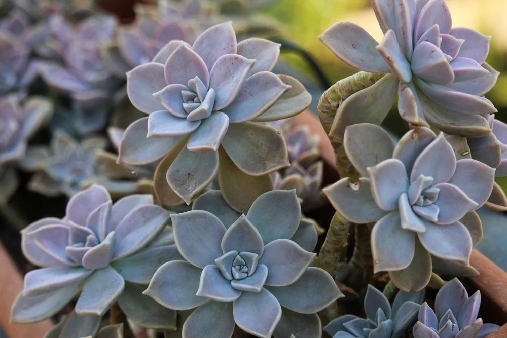 Echeveria Ghost Plant Cuttings – Unrooted Succulent Stems for Propagation – Graptopetalum paraguayense – Indoor Easy Care