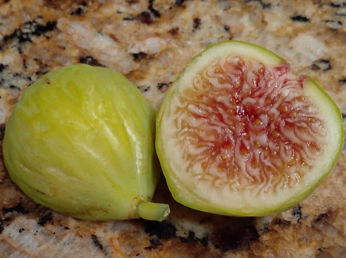 Sicilian White Fig Cutting – 3+ Nodes, 8"+ Long – Ficus carica – Heirloom, Sweet White Fig for Propagation & Grafting