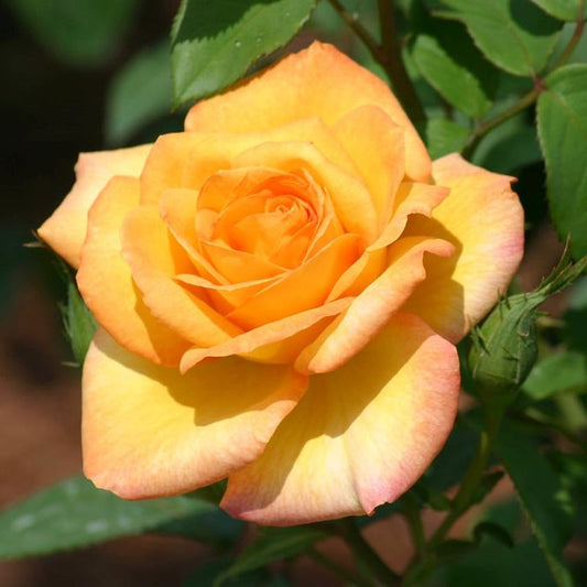 1 Gold Medal Rose Bush | Bare Root Live Starter Plant | Golden-Yellow Hybrid Tea Rose – Fragrant, Hardy, Repeat Bloomer