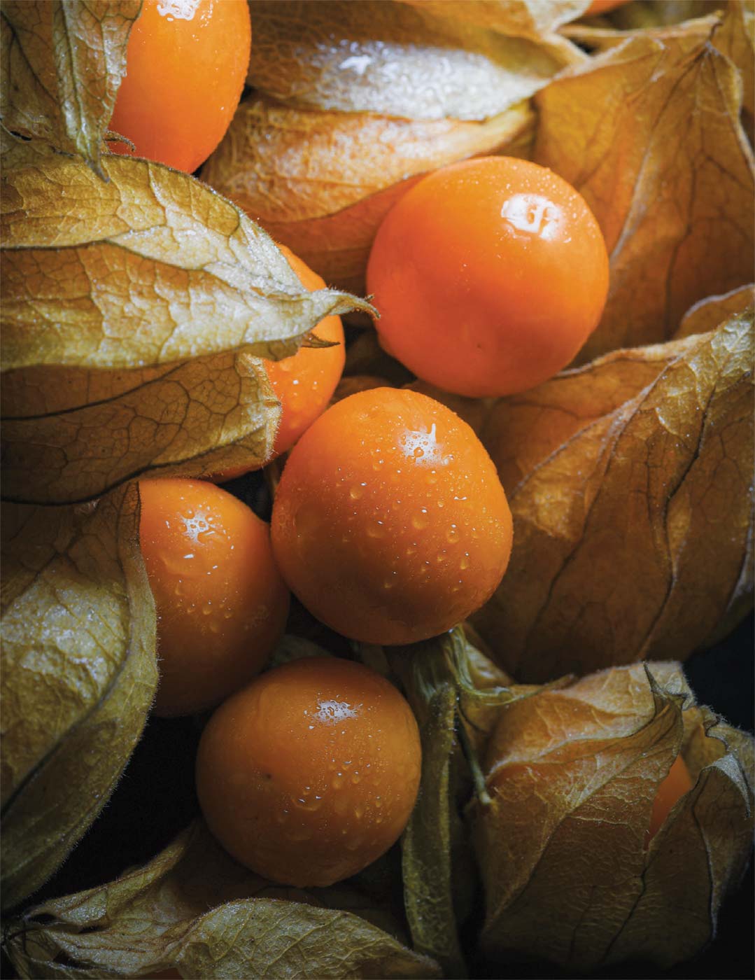 6 Fresh Golden Berry 'V Pineapple' Cuttings | Unrooted Physalis peruviana Fruit Plant | Organic Cape Gooseberry, Inca Berry