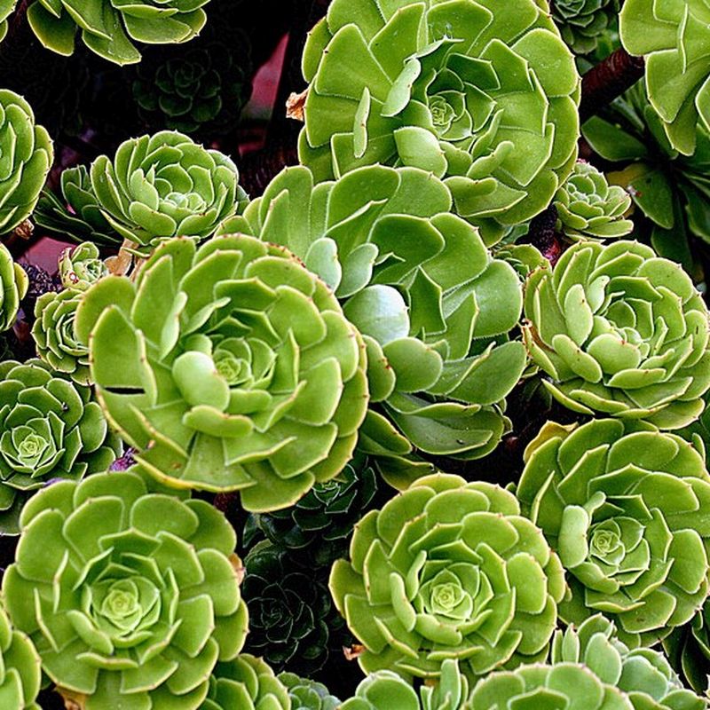 Fresh Green Aeonium Cutting – Unrooted Succulent Stem for Propagation – Indoor & Outdoor Garden Plant – Aeonium arboreum Variety
