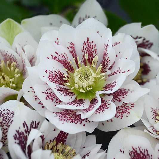 Hellebore ‘Confetti Cake’ Perennial Shade Plant – Established Gal Size, Healthy Roots, Lenten Rose, Helleborus x hybridus