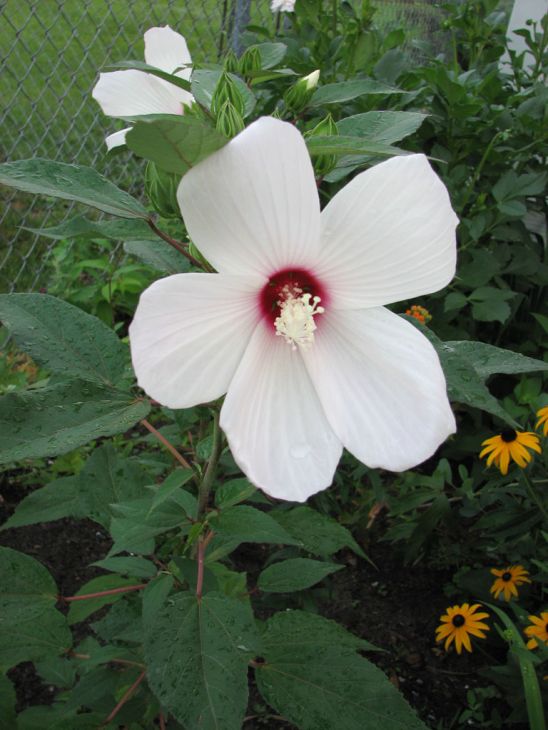 Hibiscus Moscheutos Seeds 30 Pack – Swamp Rose Mallow Native Perennial with Large Pink/Red Flowers for Wetlands & Ponds