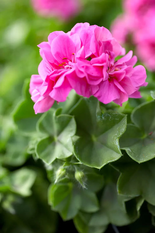 10 Fresh Geranium Cuttings – 6-Inch Pink Flowering Pelargonium hortorum Live Stems for Garden Beds, Containers & Baskets