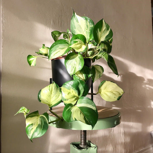Manjula Pothos Live Plant in 2" Pot | Epipremnum Aureum Harlequin | Variegated Indoor Vine Starter