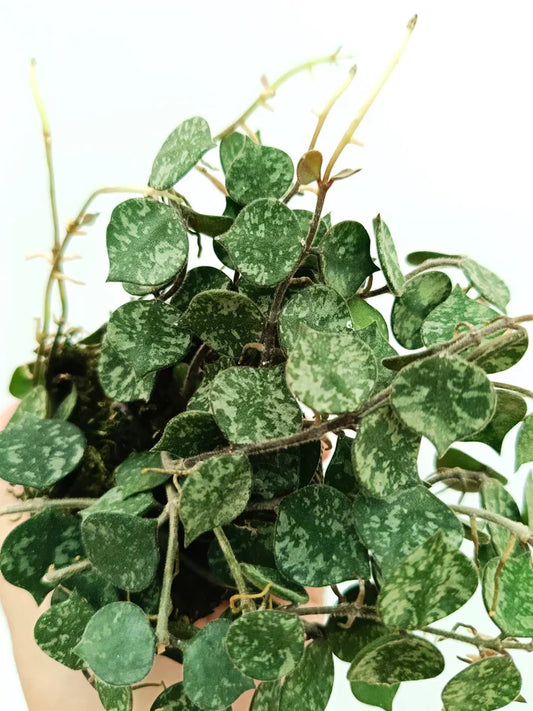 Hoya curtisii Cutting – 6-inch Unrooted Silver-Leaf Wax Plant for Propagation, Trailing Indoor Houseplant, Rare Foliage Vine