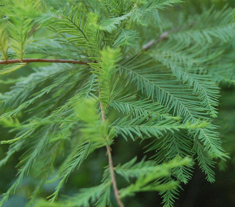 Bald Cypress Trees 2 Pack - Taxodium Distichum in 4" Containers - Wetland, Fast-Growing Shade Trees for Zones 5-10