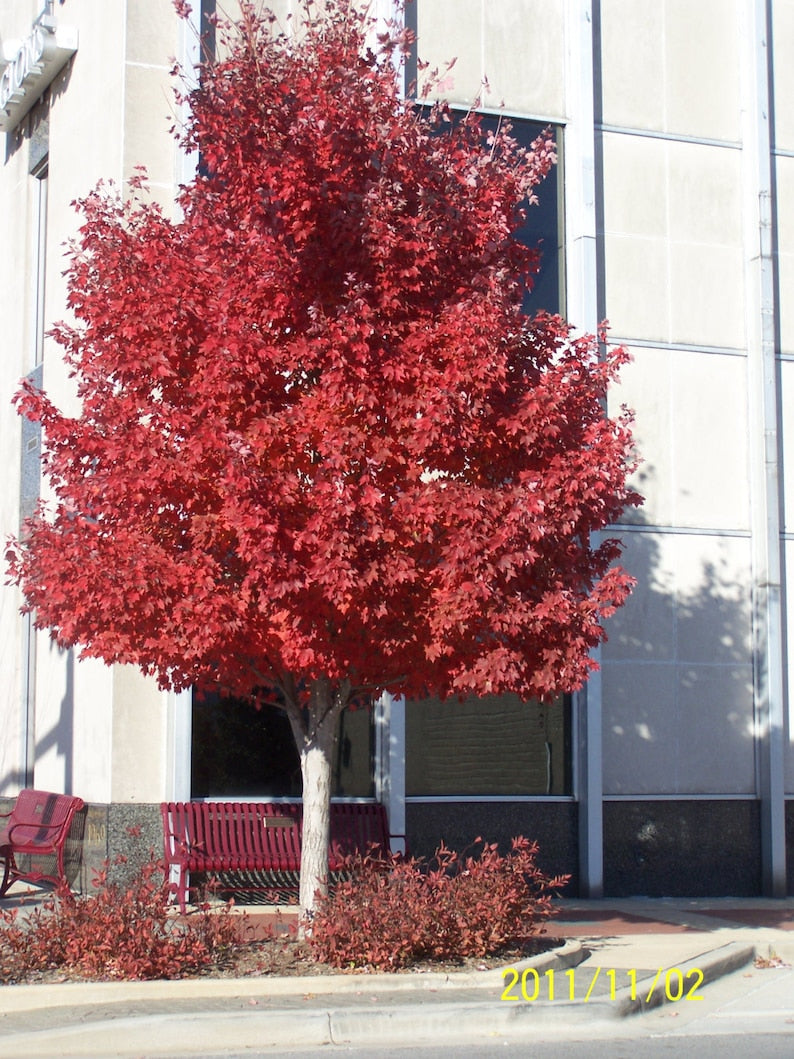 Red Maple Tree 4" Container Acer Rubrum 6-12" Height Fall Color, Yard & Park Landscape