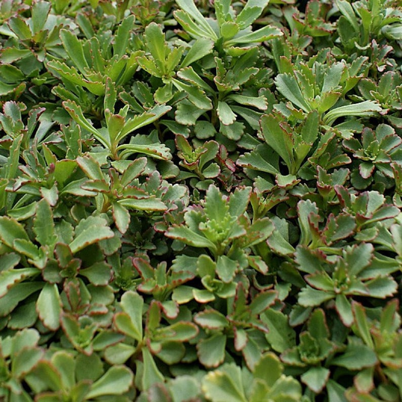 **Czar's Gold Sedum 72 Plant Plug Flat - Hardy Groundcover, Sun to Partial Shade, Sedum spurium**