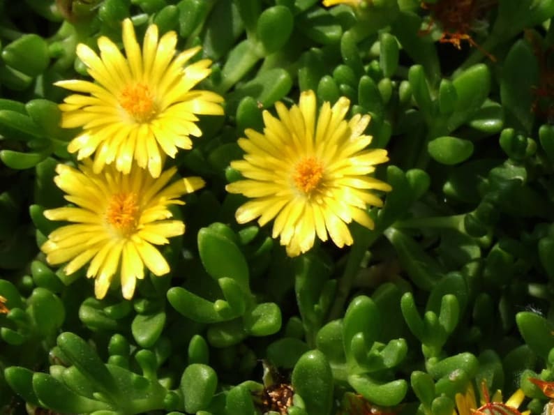 **Gold Nugget Ice Plant 72 Plug Flat, Bright Fuchsia Blooms, Drought Tolerant Groundcover, Delosperma congestum 'Gold Nugget'**