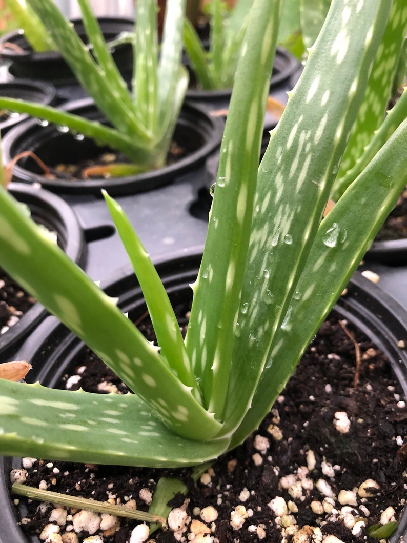 Organic Aloe Vera Plant in 2.5-Inch Pot | Aloe barbadensis Miller Succulent with Spiky Leaves & Yellow Flowers