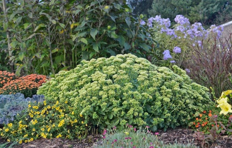 Sedum Quart Pot Lemon Jade 'Rock ‘N Grow'® | Citron Yellow Blossoms | Perennial Stonecrop | Sedum hybrid 'Lemonjade'