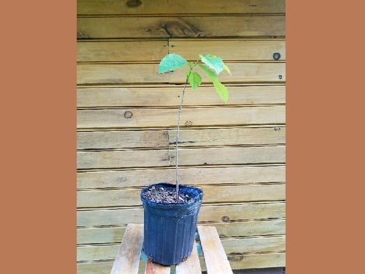 Pawpaw Trees - 12-18" Bare Root Seedlings - Asimina triloba for Fruit & Wildlife Habitat - Live Plant Pair