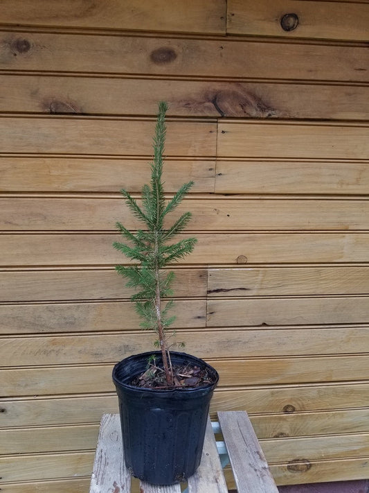 Norway Spruce Trees - 2 Bare Root Seedlings 6-12" Picea abies Hardy Evergreen for Wildlife Habitat & Ornamentals