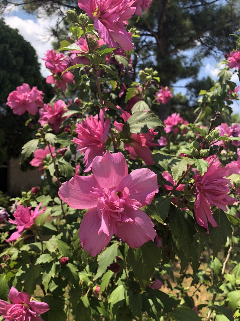 Red Rose of Sharon Plant Quart Pot - Hibiscus syriacus - Flowering Althea for Zones 6-9 - Drought-Tolerant, Red Blooms