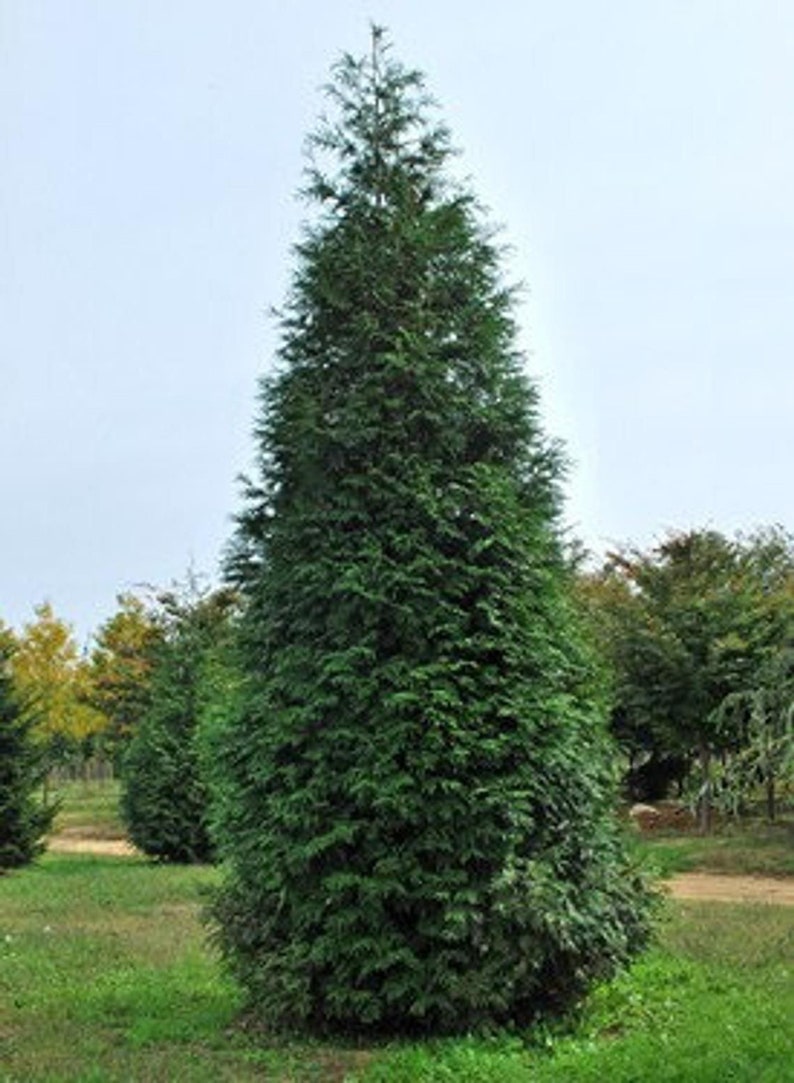 Thuja Green Giant Arborvitae 2.5" Pot - Fast-Growing Evergreen Tree for Zones 5-9 - Thuja plicata