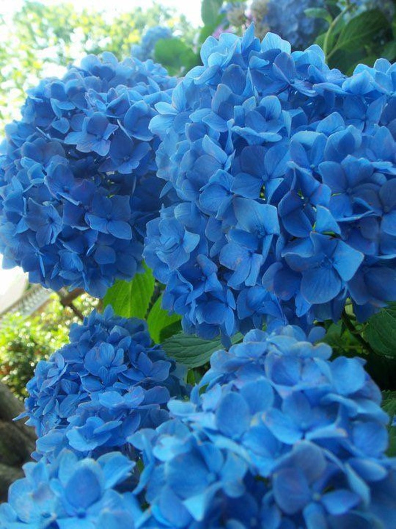 Nikko Blue Hydrangea 2.5” Pot - Hydrangea macrophylla - Blue Blooms - USDA Zones 6-9 - Attracts Pollinators - Bareroot Shipping Available