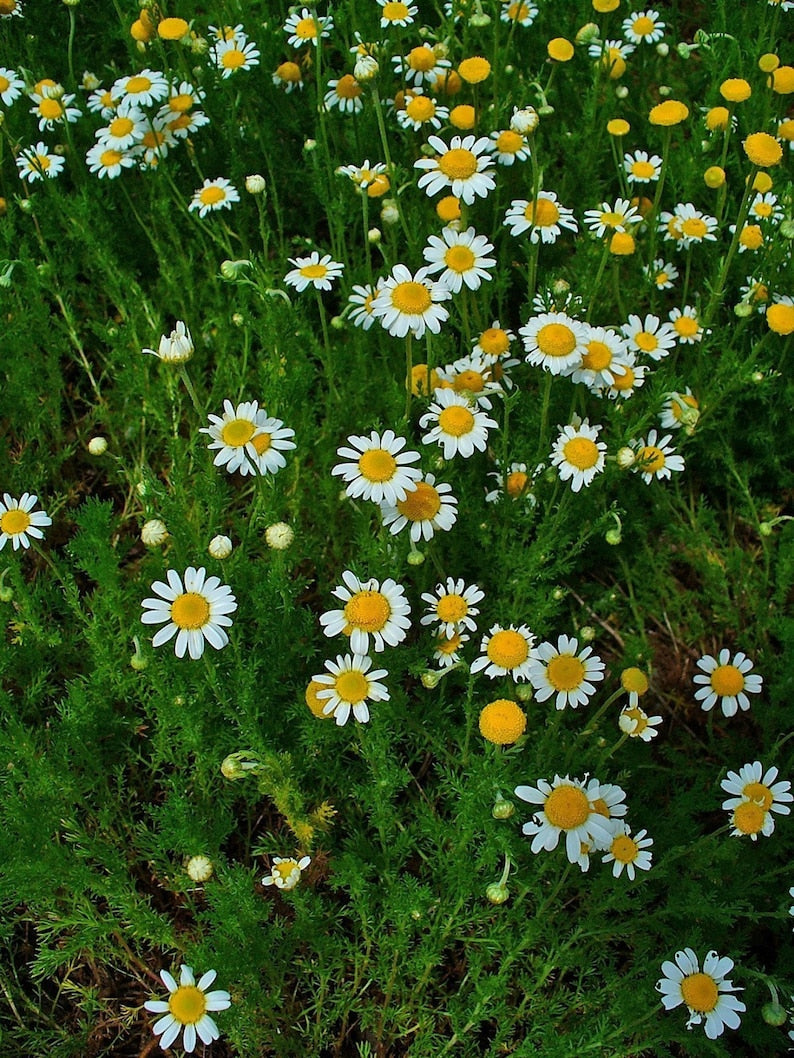 Roman Chamomile Groundcover Plug Flat of 50 Plants - Chamaemelum nobile - Perennial Herb with White Flowers