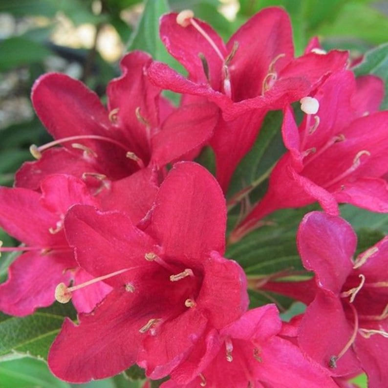 Red Weigela Plants 4" Container - 2 Pack, Deciduous Shrubs with Vibrant Red Flowers, Weigela florida