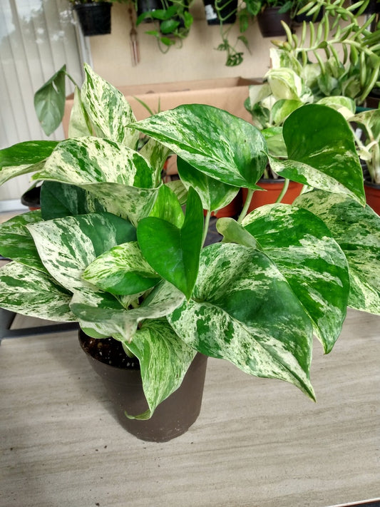 Marble Pothos Cutting Set - Rooted Epipremnum aureum 'Marble Queen' Indoor Plant with Free Cutting