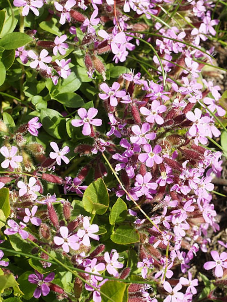 **Title:** Rock Soapwort Plant Plug Flat - Deep Pink Groundcover Saponaria ocymoides - Low Maintenance Perennial for Zones 2-9