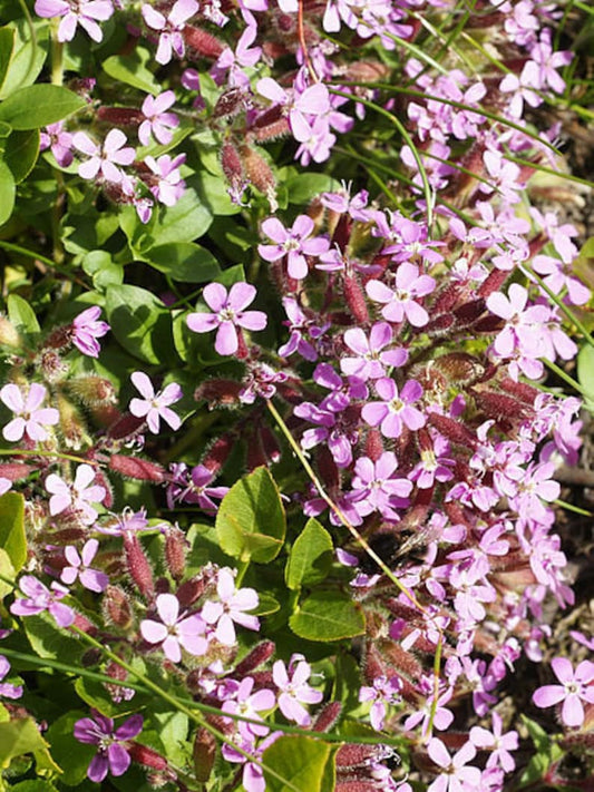 **Title:** Rock Soapwort Plant Plug Flat - Deep Pink Groundcover Saponaria ocymoides - Low Maintenance Perennial for Zones 2-9