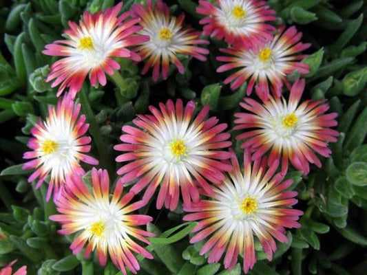**Delosperma Jewel of Desert Ruby Groundcover - 3-1/2" Pot Set of 3 - Delosperma cooperi - USDA Zone 5-10**