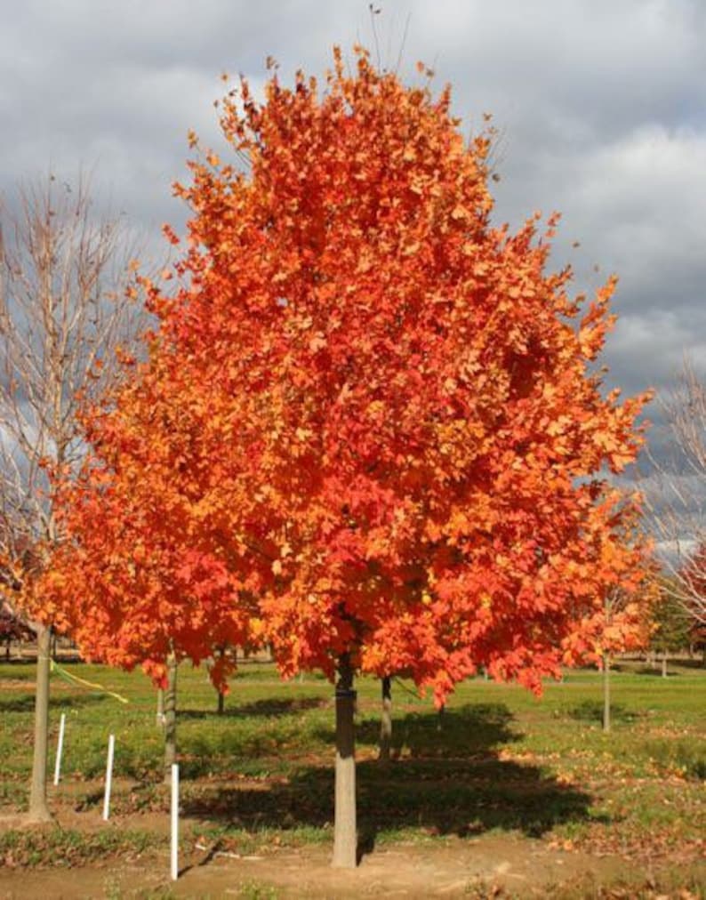 Sugar Maple Plant Quart Pot - Acer saccharum - Deciduous Tree for Fall Foliage & Maple Syrup Production
