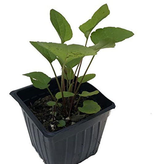 Organic Brown-eyed Susan Plant in 2.5-Inch Pot | Rudbeckia triloba Native Pollinator-Friendly