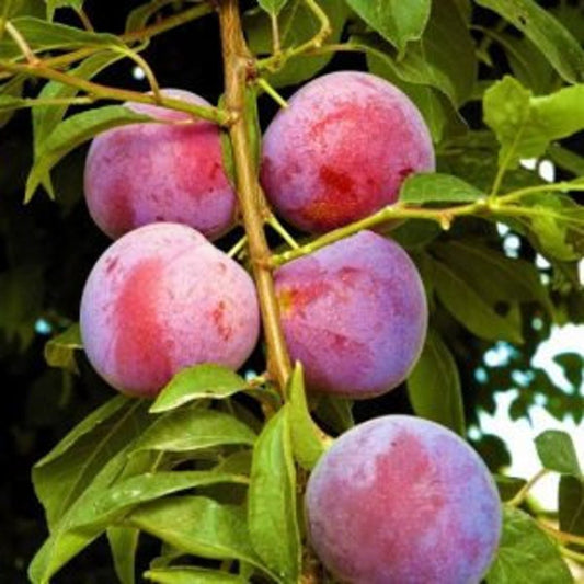 Methley Plum Tree Sapling - 24-36 Inch Prunus salicina 'Methley' Reddish-Purple Fruit, Early Season, Heavy Bearer, Pollinator