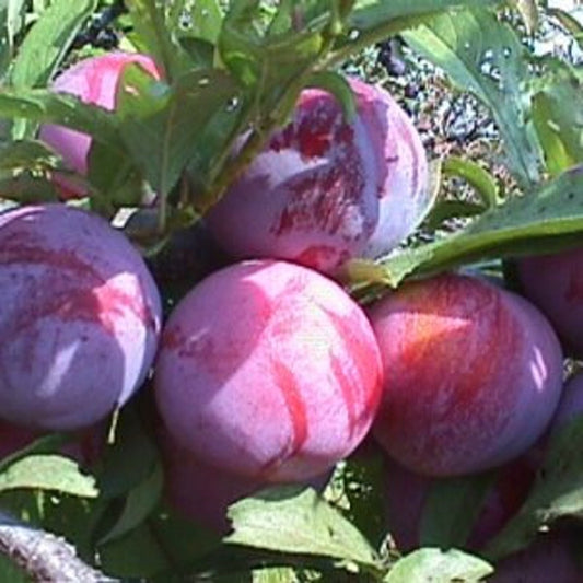 Ozark Premier Plum Tree 24-36 Inches Prunus domestica Red Skin Freestone Fruit Tree