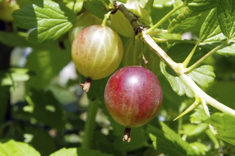 Gooseberry Plant 1 Quart 'Captivator' Variety Ribes uva-crispa Ideal for Zones 4-6 Full Sun to Part Shade