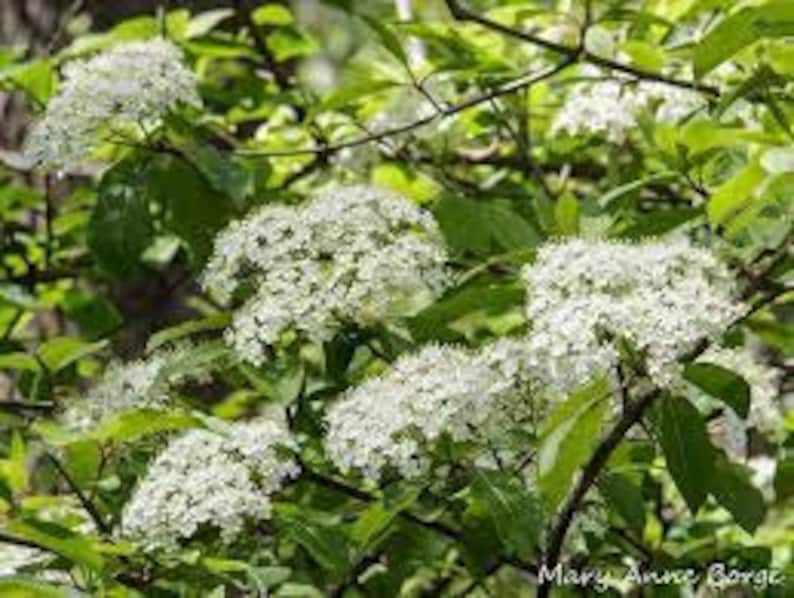 Black Haw Viburnum Quart Pot - Viburnum prunifolium, Native Shrub with Edible Berries & Creamy White Flowers, USDA Zones 4-7
