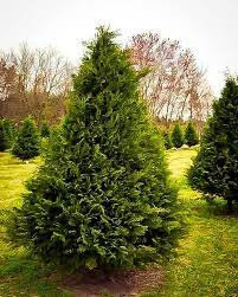 Murray Cypress Plant 2.5" Pot | Fast Growing Evergreen | Cupressus x leylandii | Disease Resistant, USDA Zone 6-10