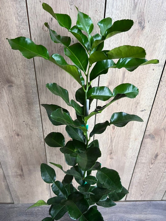 Kaffir Lime Tree in Half-Gallon Pot | Citrus Hystrix Makrut | Thai Lime for Cooking & Culinary Herbs