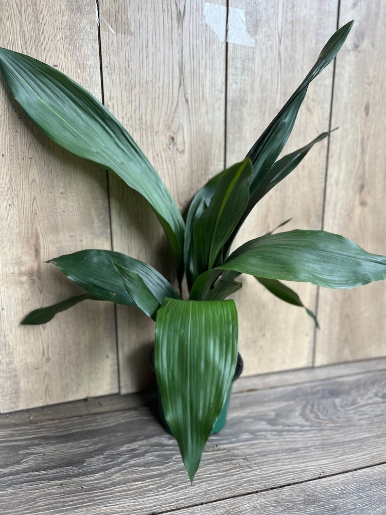Cast Iron Plant 6" Pot Green Foliage Aspidistra elatior Low Light Drought Tolerant Deer Resistant Indoor Outdoor
