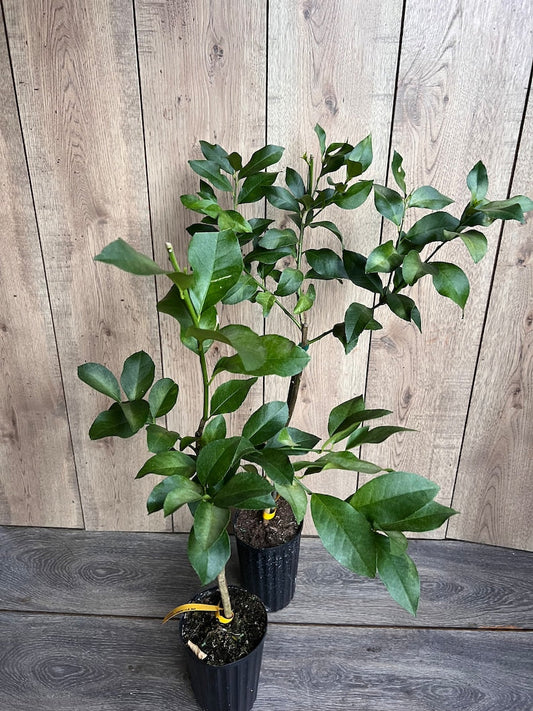 Harvey Lemon Tree in 1/2 Gallon Pot | Grafted Cold-Hardy Citrus | Citrus limon var. Harvey | Florida Shipping